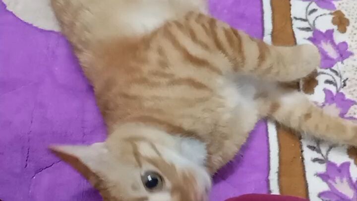 name:oyen