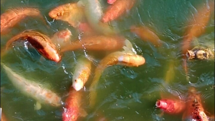 feeding coi fish❣️❣️❣️