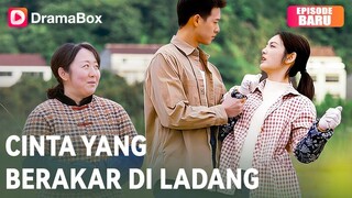 Cinta Berakar di Ladang Full Sub Indo