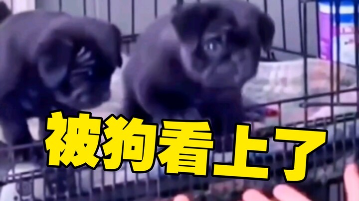 Pergi membeli anjing, malah diperhatikan oleh si bayi anjing.