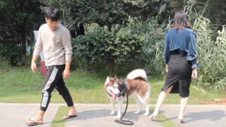 Pemilik Pria dan Wanita Sengaja Berpisah, Husky Memilih Siapa?