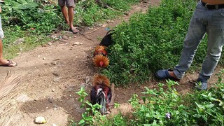 Hi-action Hatch VS Navajero Gilmore spar