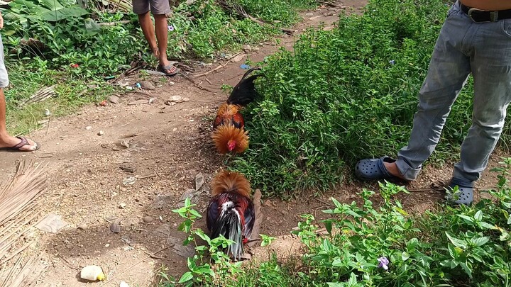 Hi-action Hatch VS Navajero Gilmore spar