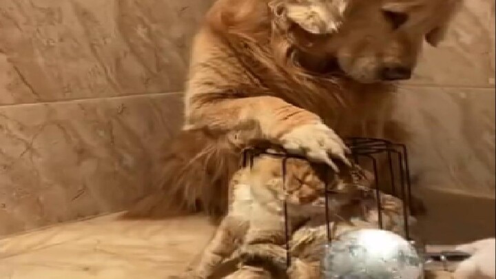 القط: أنت رائع! أنت شامخ وعالي الشأن!