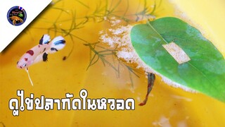 ดูหวอดปลากัดหลังปล่อยปลาลงรัดจะได้ไข่ปลาแล้วหรือไม่สไตล์korattv