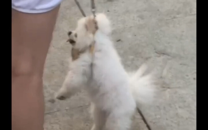 الشابة منشغلة فقط بتصوير المنظر بهاتفها وتنسى تمامًا أنّها تمسك بكلبها بيدها. الكلب: "هل المنظر جميل