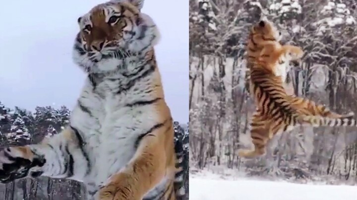 Fierce Tiger Takes Flight: This Is What Martial Arts Footwork Looks Like!