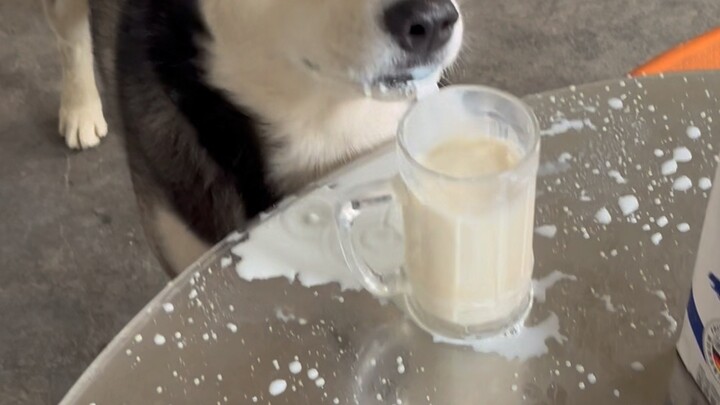 With just two steamed buns, this stupid dog destroyed my milk.