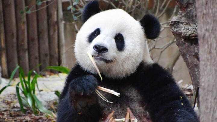 Panda Raksasa|Meng Meng