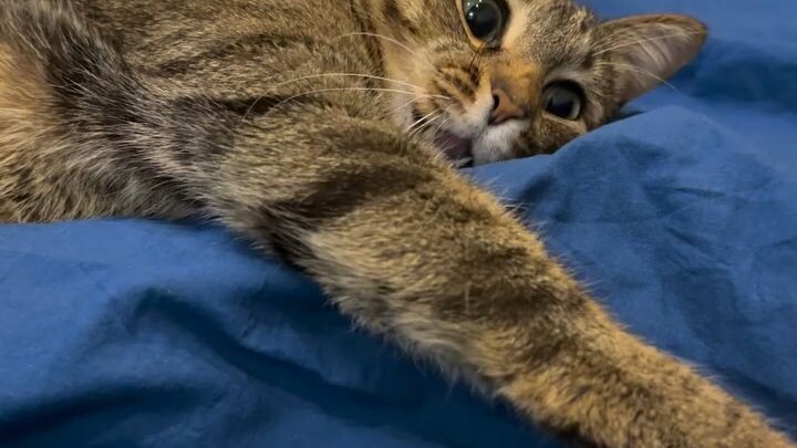 cat