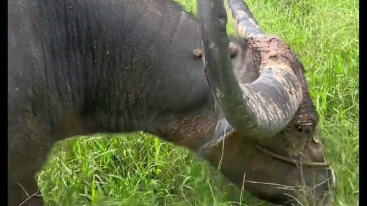 เจ้าแมลงวันกวนตีนมารบกวนวัวน้อยของฉันตอนกินหญ้า มาก็จัดไปทีละตัว!