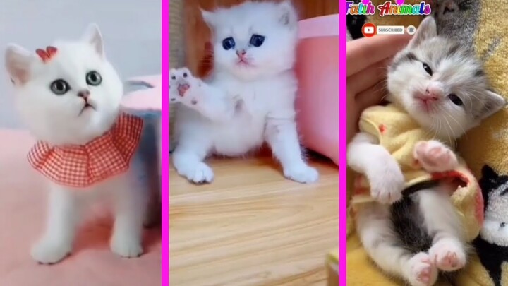 Kucing Lucu Gemesin Gemoy | Video Tiktok Kucing Lucu Terbaru 2021