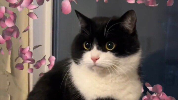 แมววัวนม