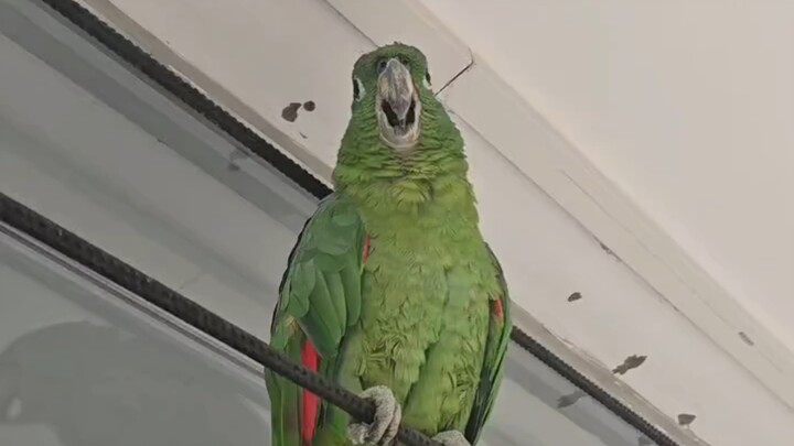 السعر الأصلي كان 20 ألفًا، أما الآن فلا يتجاوز سعره 200 ألف.