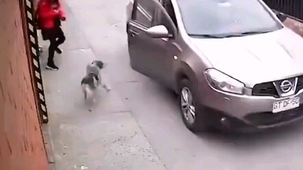 Paw Patrol: Saving the Day!