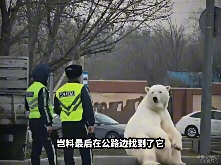 Dokumenter besar "Stan Beruang Kutub Kabur" terus tayang untuk Anda! Beruang Kutub: Aku sudah duduk 