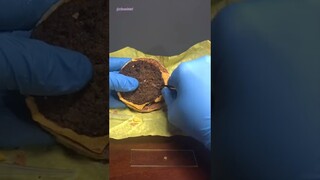 Month Old McDonald's Burger Under Microscope (IT LOOKS THE SAME)