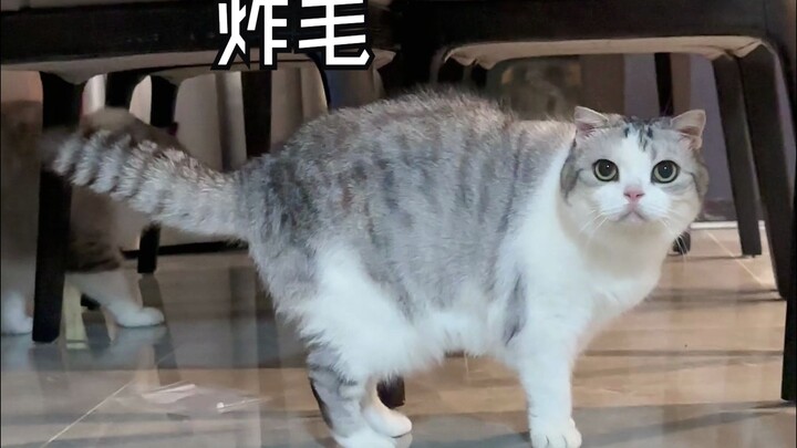 Saya memelihara dua ekor kucing, satu dipukuli sampai bodoh, satu ketakutan sampai bengong