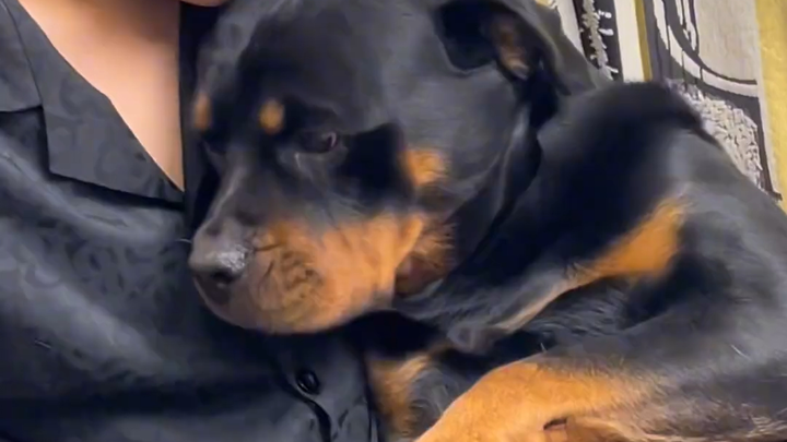 Dog: I just love the domineering CEO