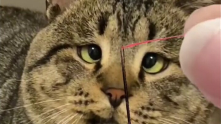Momen-momen lucu para kucing, saat si kucing mencoba memasukkan benang ke jarum, matanya sampai jadi