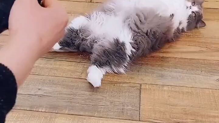 kelakuan kucing