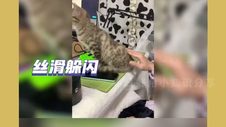 แมวเหมียว: ปฏิเสธอย่างนุ่มนวลจ้า #แชร์ #ตลก #ของจริง #น่ารัก #เจ้าเหมียว