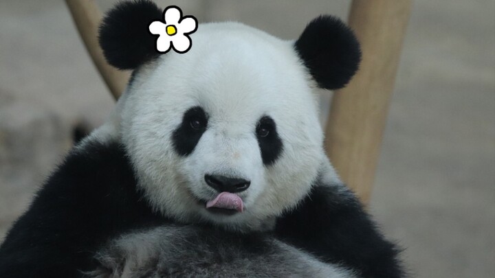 The giant panda is jealous because there is no gift.
