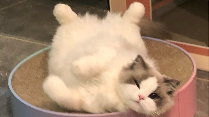 Ồ, tôi đã bị mê hoặc bởi sự dễ thương của một chú mèo con.