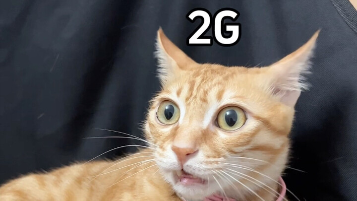 Khi tôi nuôi một chú mèo 2G và một chú mèo 5G