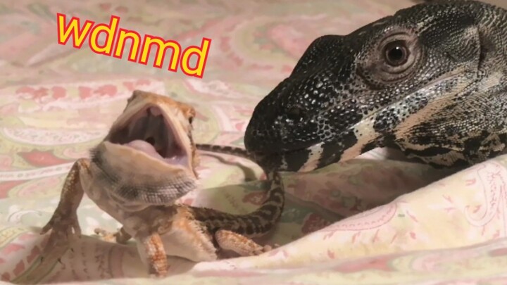 Bearded Dragon: Will you eat me?
