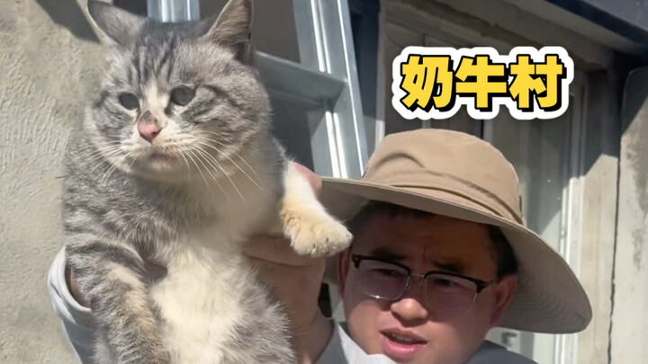 Tentang keseharian suamiku yang pulang ke kampung untuk mengadopsi kucing dan menggoda anjing — sebu