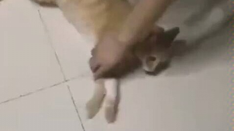 Kucing: Saya ingin melakukannya lagi