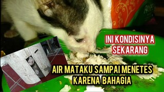 Anak Kucing Ini Dulu Di Siksa Manusia Kejam Dan Sekarang Mengeluarkan Air Mata Kebahagiaan..!