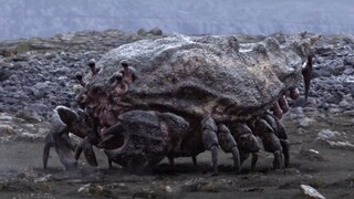 人类在外星球上，发现一种长得像龙虾的生物。