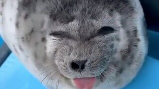 表情丰富的海豹宝宝