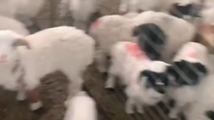 This must be the most photogenic little lamb of the year!