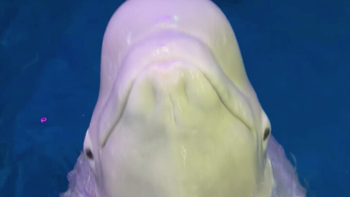 I’ve invited the ocean’s ruler to teach Little Black a lesson—let’s see if it still dares to bully B