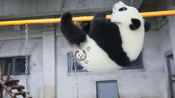 Giant Panda Jinxin’s Cub | Jin Xiaqi: Kung Fu Panda – Bar Routine