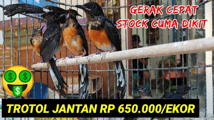 Trotol Jamin Jantan 650 Rb. Update Harga Terbaru Kios Saung Luna Bird Shop