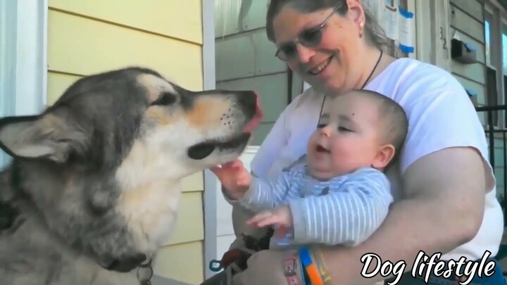 Adorable alaskan playing with kids 🐶 | Dog lifestyle