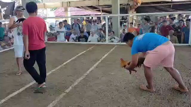 hatch gold in action in derby. plss  MGA idol pa follow Naman Ng ating bilibili account. slamat