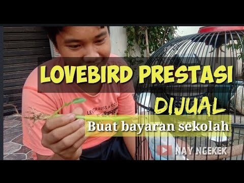 Love bird prestasi punya anak sekolah di jual