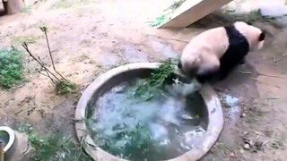 Aibao: Original poster, Shudao Mountain # Panda # Giant Panda Fubao # Giant Panda Aibao # Funny # Cu