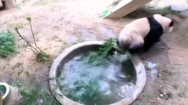 Aibao: Original poster, Shudao Mountain # Panda # Giant Panda Fubao # Giant Panda Aibao # Funny # Cu