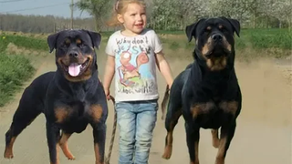 Rottweiler Dogs Protecting Babies and Kids Compilation - Dog Protection Videos