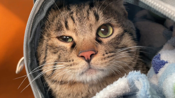 ให้ปลาแห้งกับน้องแมวที่กำลังอีโม พอทานเสร็จก็กระตือรือร้นให้ฉันลูบตัว ถ้าไม่ลูบก็จะหงุดหงิดขึ้นมาทัน