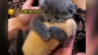 Mỗi con mèo đều có một con chó riêng