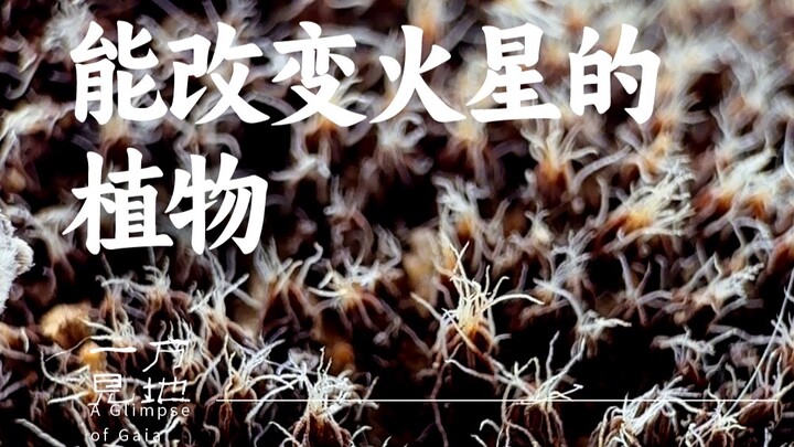 Tôi đã nhìn thấy ở Tân Cương loài thực vật có thể thay đổi sao Hỏa