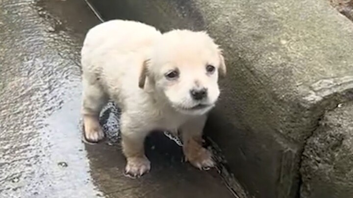 “Chú cún con cũng chẳng biết vì sao mọi người lại gọi nó là chó hoang!”