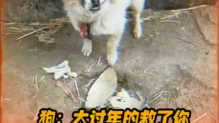 Anjing: Sebenarnya apa yang diberikan kepada anjing saat Tahun Baru Imlek?